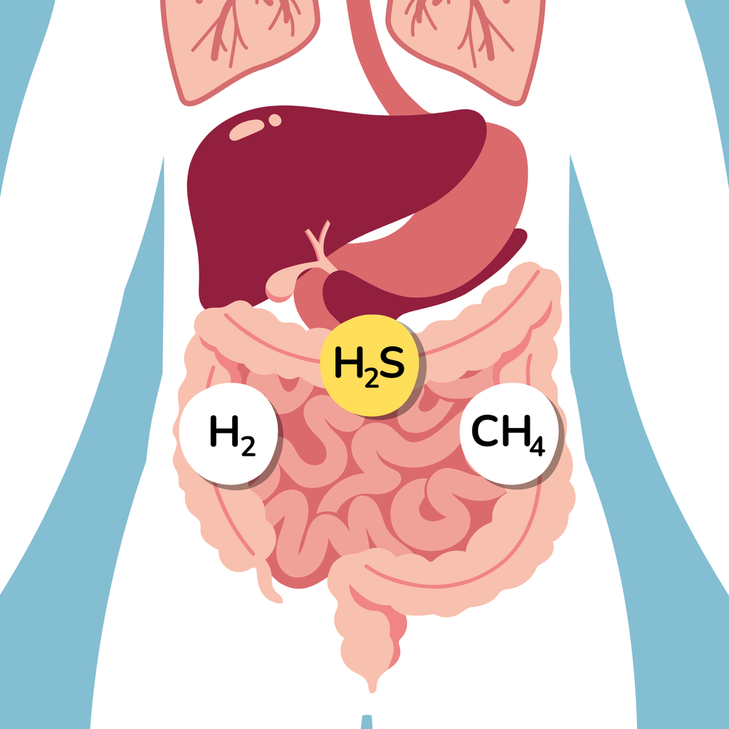 Digestion