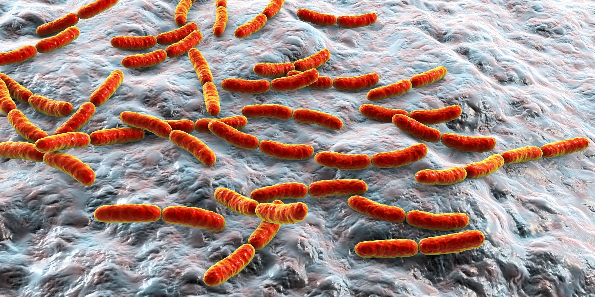Lactobacillus, Normal Flora Of Small Intestine Lactobacillus, Normal Flora Of Small Intestine